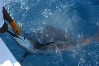 Catch and Release Sportfishing in Costa Rica