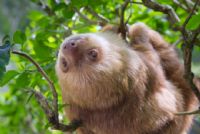 Hoffman two-toed Sloth looking up in the tree