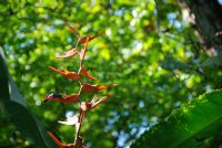 Hummingbird eating nectar&nbsp;-&nbsp;Cabo Matapalo, South Puntarenas
