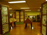 Visit the Museum of Insects