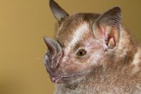 The Jamaican fruit bat is critical for seed distribution in Costa Rica