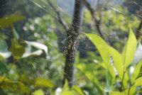 Beautiful Spider on Web