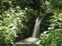 Waterfall at Monteverde Cloud Forest Reserve