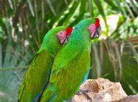 Conservationists work to protect the great green macaw