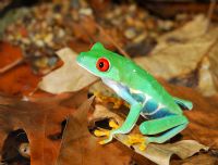 Costa Rica's famous red-eyed tree frog