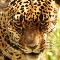 Jaguar Conservation Programs in Costa Rica