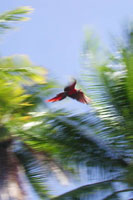 the Pura Vida Flying to your Desktop!