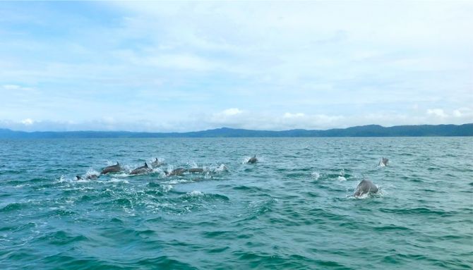 Dolphin tour available at Cabinas Jimenez