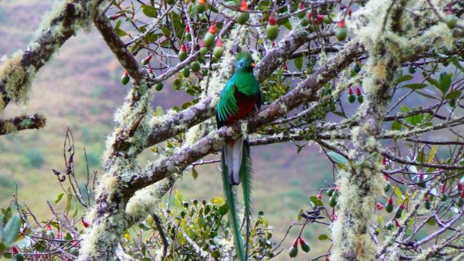 Quetzal spotted at Sueños del Bosque Lodge
