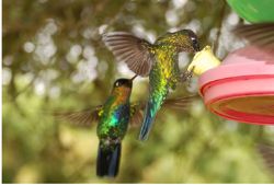 Bird Watching at Volc�n Turrialba Lodge