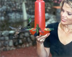 Hummingbirds at La Paz Waterfall Gardens