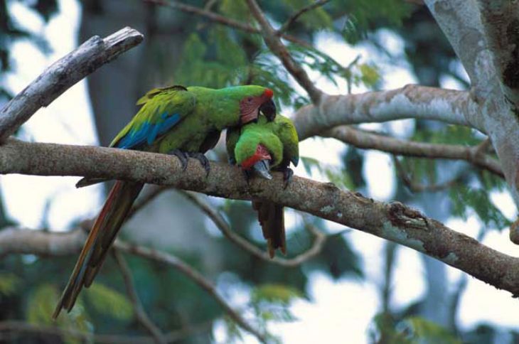 Two Great Green Macaws in a tree (by Luiz Claudio Marigo) 