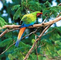 Ara Ambigua (Great Green Macaw)<br>(by Luiz Claudio Marigo)