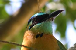 Bird Los Pinos Boquete Panama Hotels: Cabanas Los Pinos