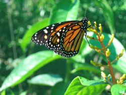 Butterfly Farm at INBioparque
