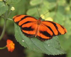 Selvatura - Butterfly Garden
