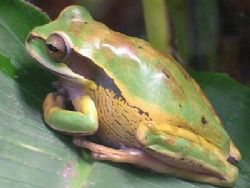Masked Smilisca - The Frog Pond