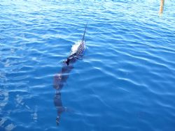 Sailfish on Line - Quepos Fish Adventure