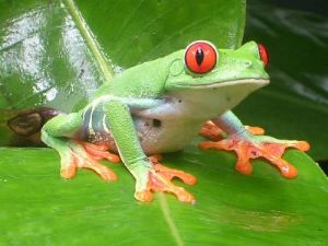 RED-EYED-TREEFROG at The Frog Pond