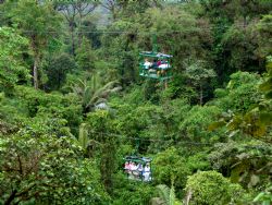 Rain Forest Aerial Tram Canopy View