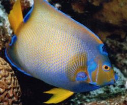 Angel Fish - Reef Runner Divers