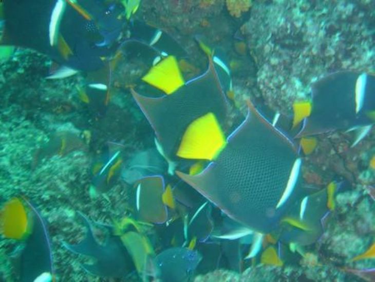 Angel Fish