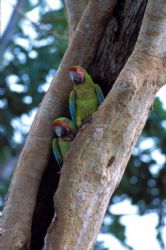 Great Green Macaws in a tree<br> (by Luiz Claudio Marigo) 