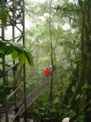 Rain Forest Hanging Bridges