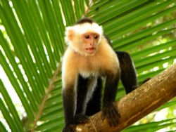 White Faced Monkey