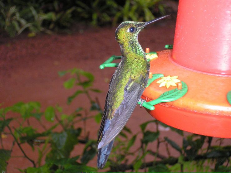 Humming bird