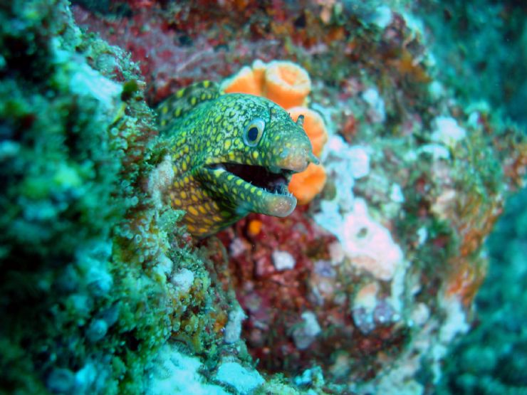 Moray Eel