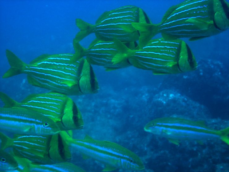 Snapper Fish