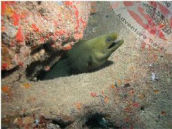 Beautiful Diving with Oceans Unlimited
