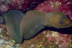 Moray Eel with Reef Runner Divers