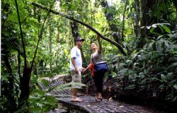 Hanging Bridges Rain Forest Paths