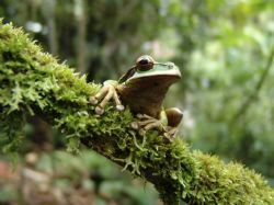 Nature at Rain Forest Aerial Tram