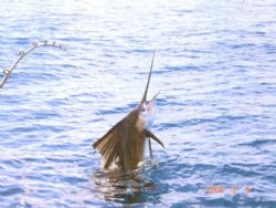 Sailfish on the line with Sportfishing Dominical