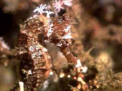 Underwater Sea Horse