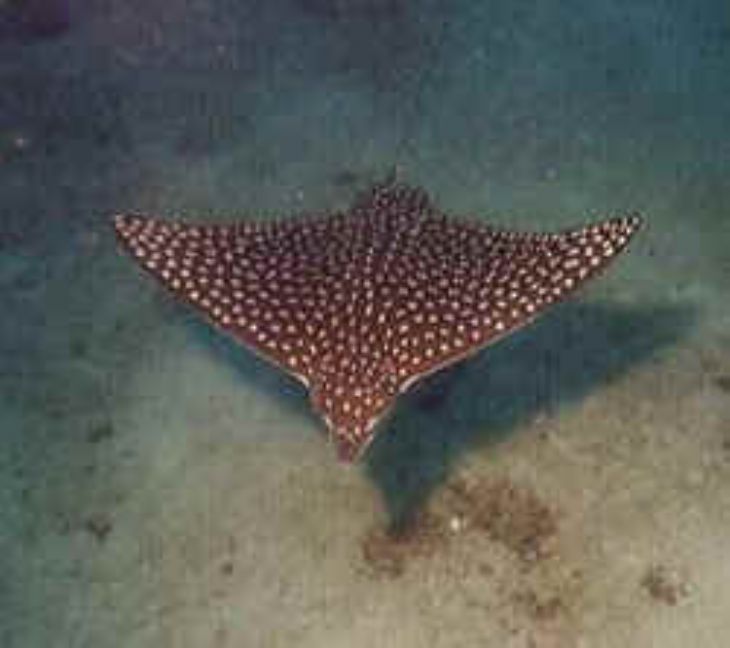 Spotted Ray - Rich Coast Diving