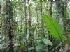 Los Juncos Cloud Forest