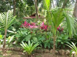 Awesome gardens at Hotel La Palapa Ecolodge Resort