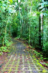 Rain Forest Mysteries Trail