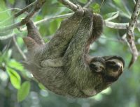 Three toad sloth at Finca Luna Nueva Lodge 
