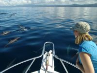 Dolphin Watching