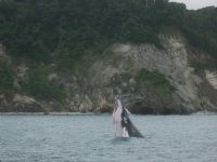 Whale Breeching