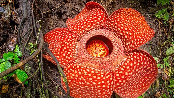 Rafflesia Flower also known as Corpse Flower