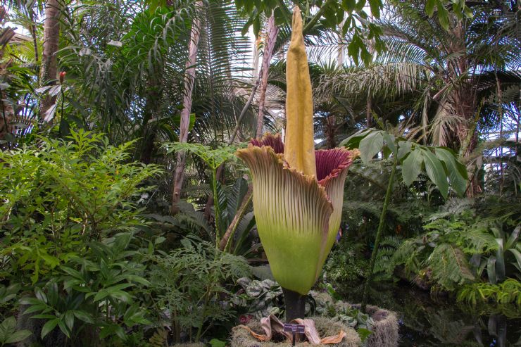 Amorphophallus Titanum Flower