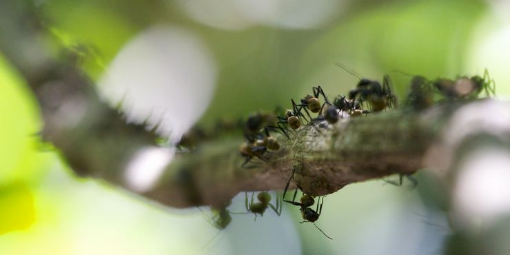 Ants walking through the rainforest, Costa Rica