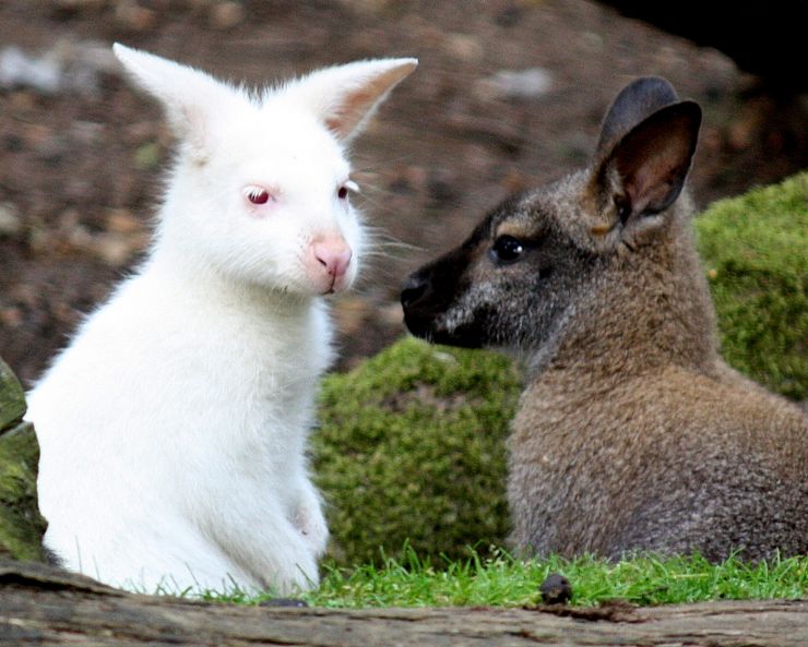 Little Baby Wallabies