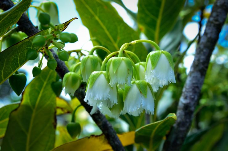 Bois Dentelle Tree Flowers